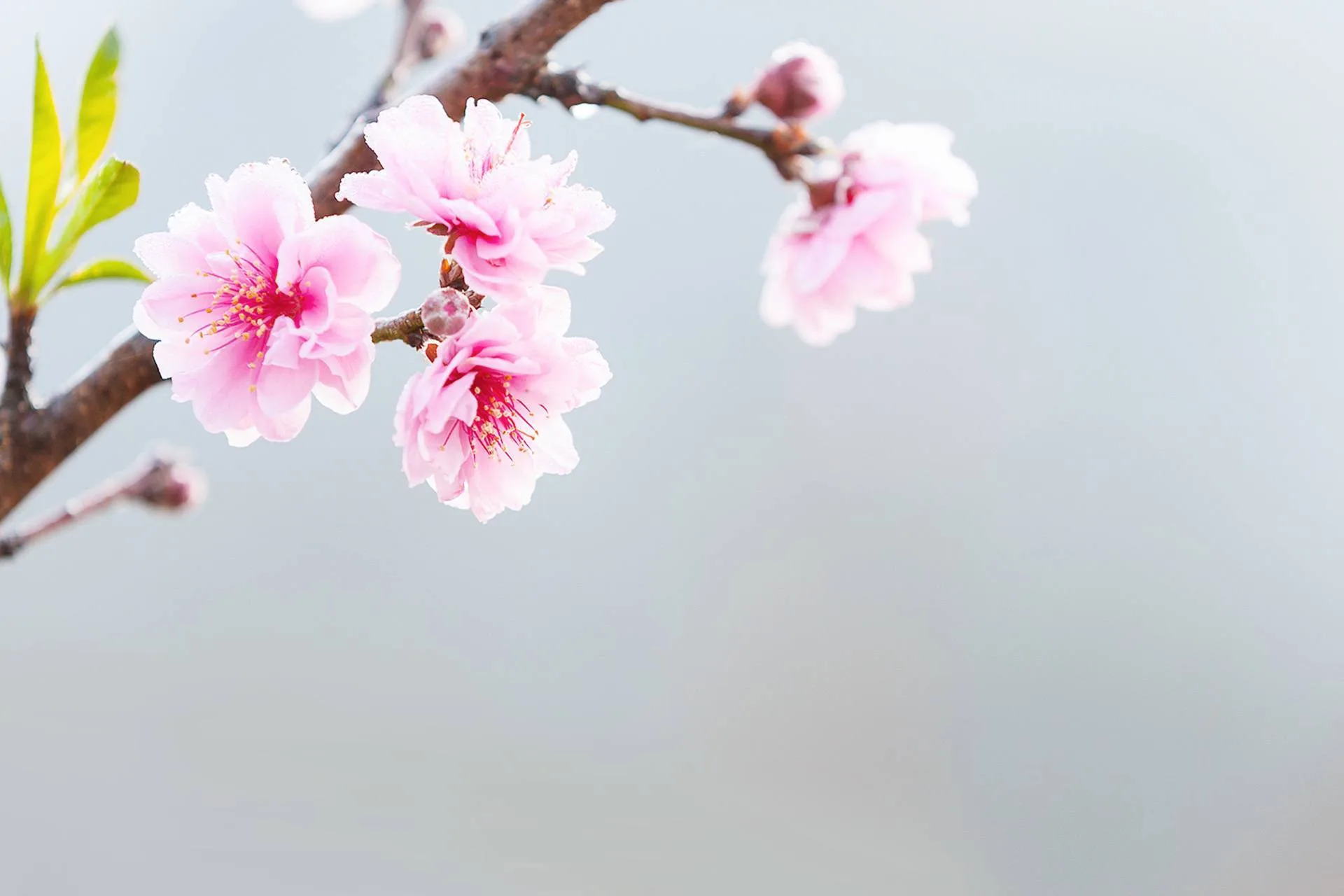 Kirschblüte als Symbol der Philosophie
